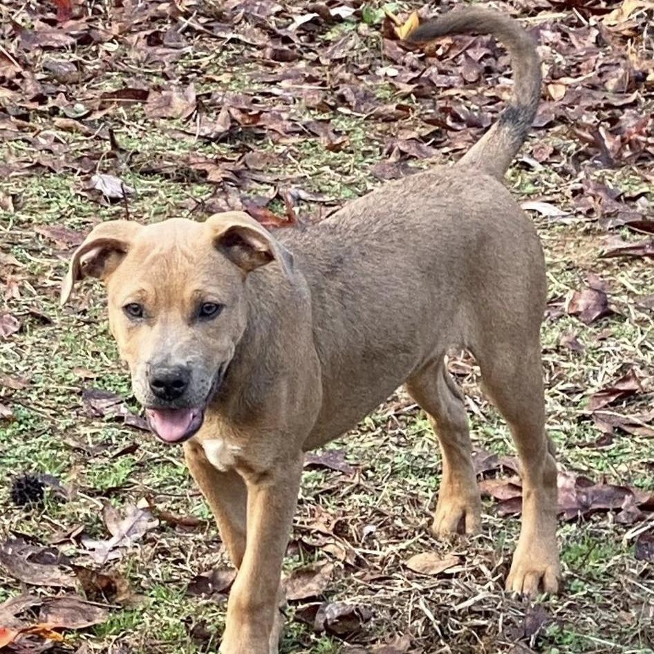 Enlarge Patty, a Adoptable Mixed Breed in Parrish, AL image 2/4