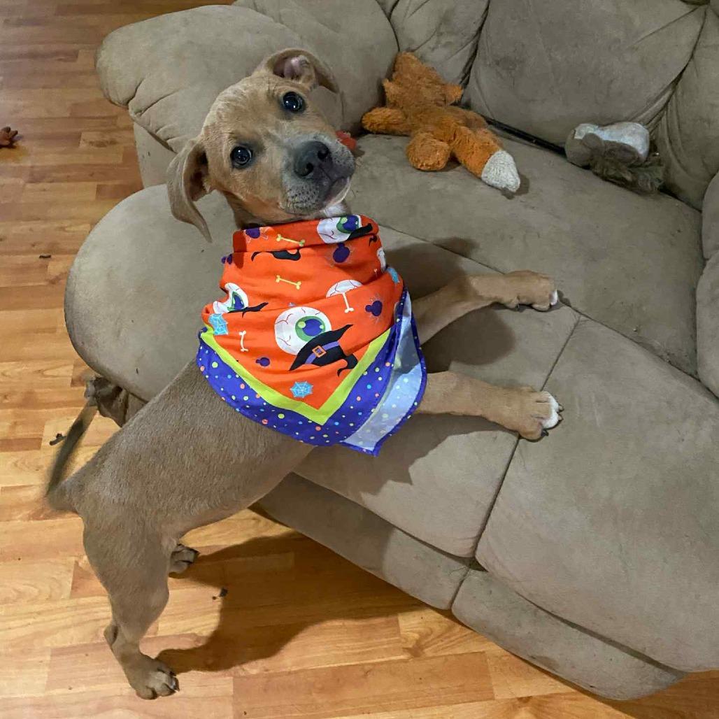 Enlarge Patty, a Adoptable Mixed Breed in Parrish, AL image 3/4