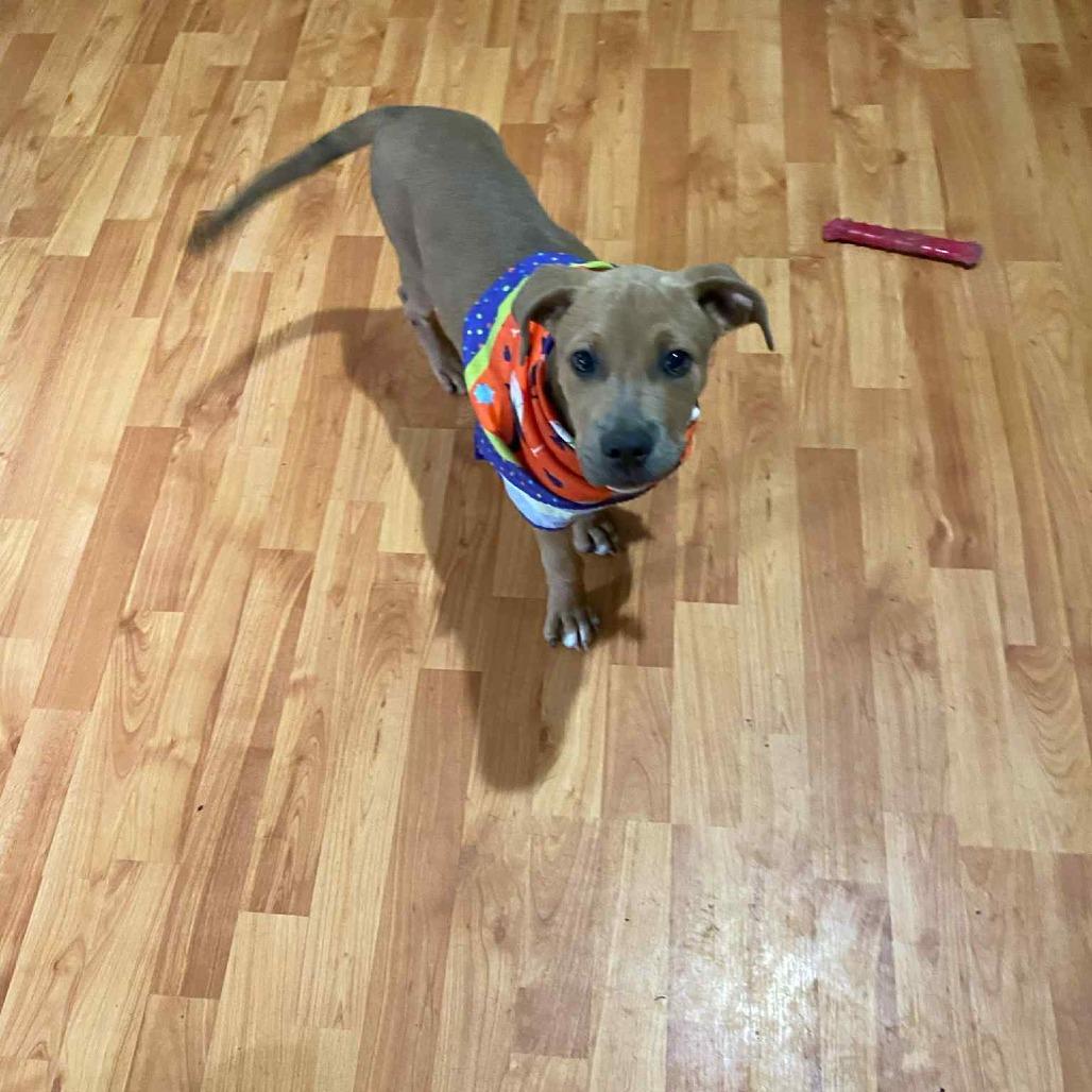 Enlarge Patty, a Adoptable Mixed Breed in Parrish, AL image 4/4