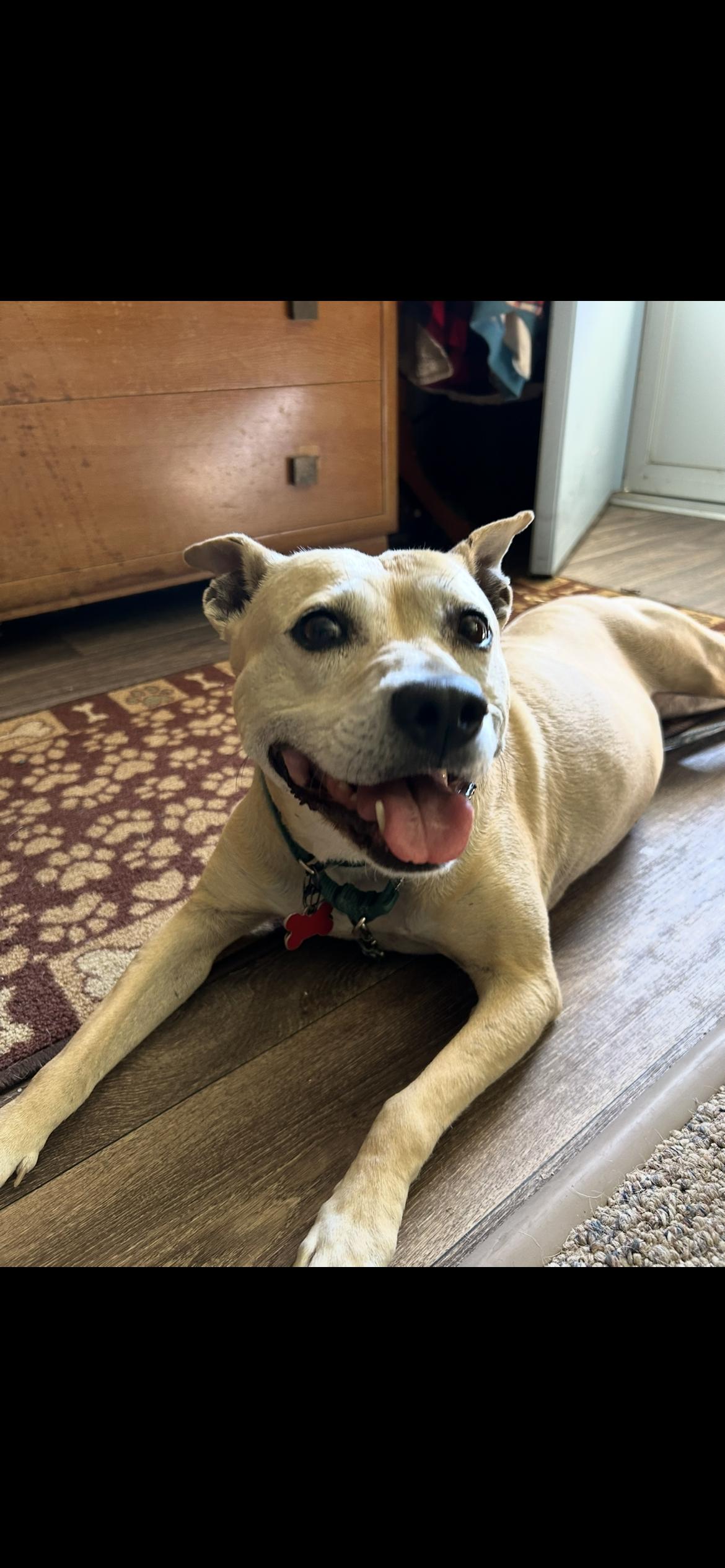 Ainsley, Adopted, Adult Female Pit Bull Terrier.