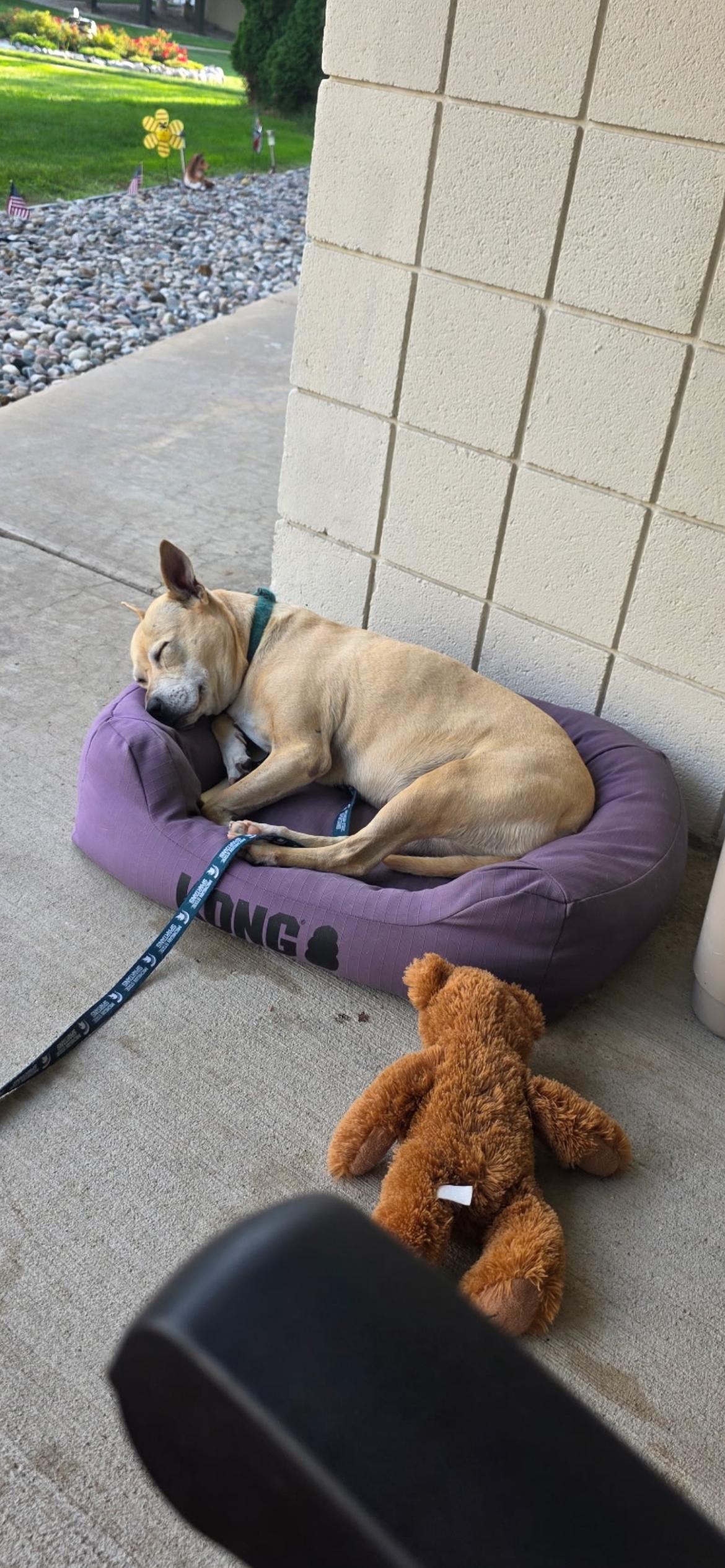 Enlarge Ainsley, a Adopted mixed breed in Midland, MI image 2/4