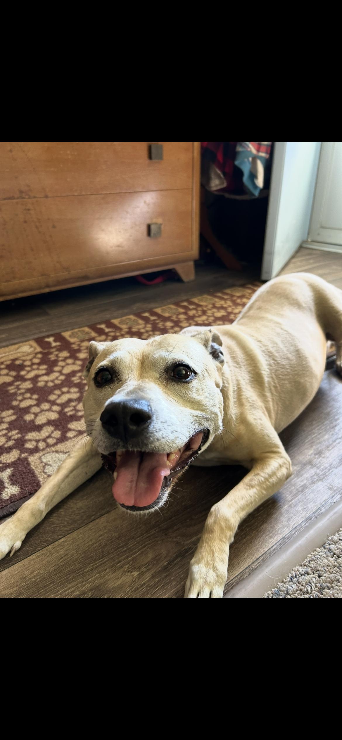 Enlarge Ainsley, a Adopted mixed breed in Midland, MI image 4/4