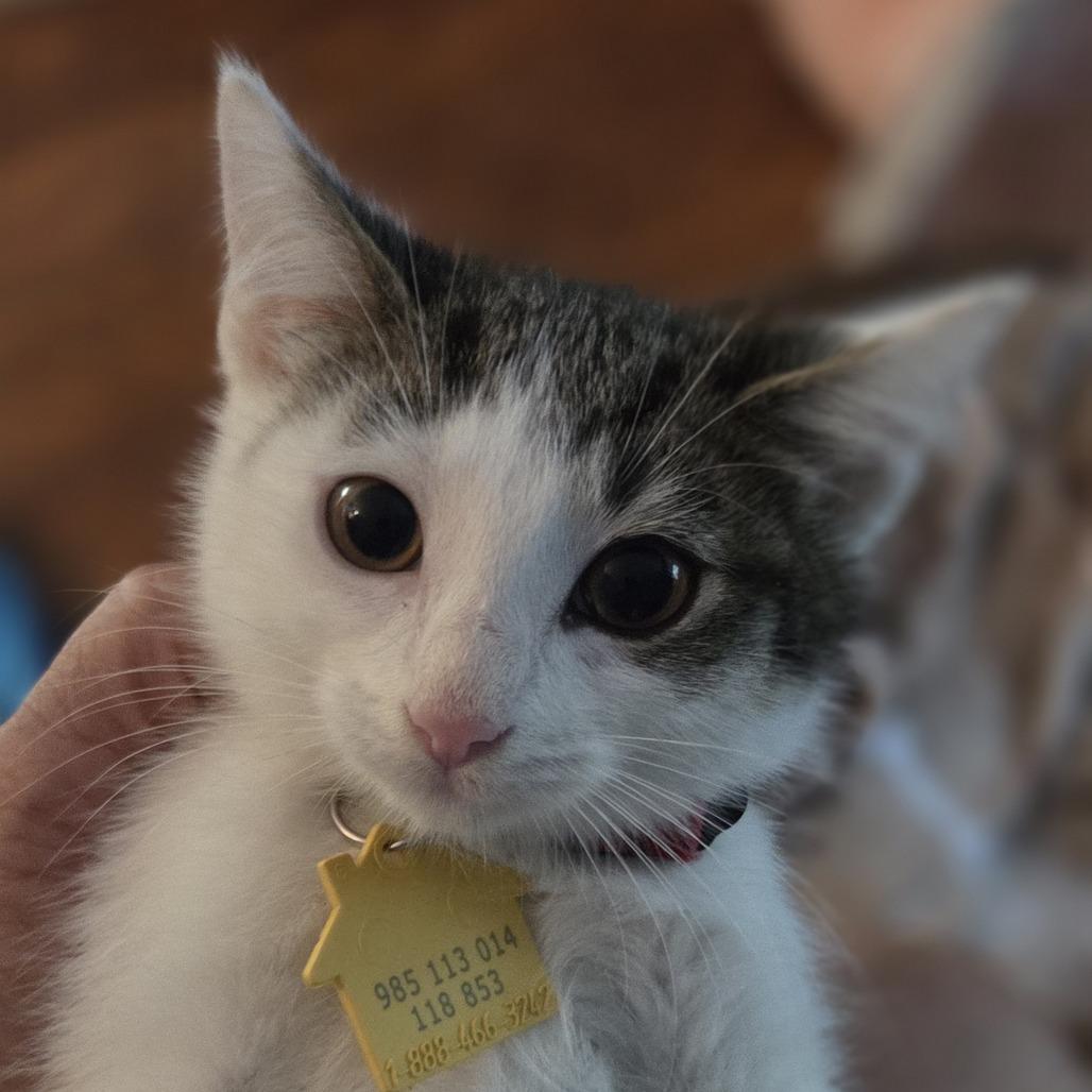Helvetica, Adoptable, Kitten Male Domestic Short Hair.