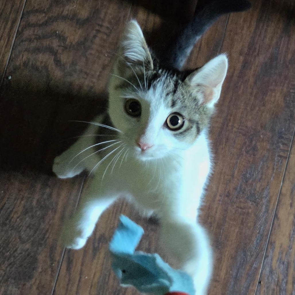 Enlarge Helvetica, a Adoptable Domestic Short Hair in Springfield, MA image 2/3