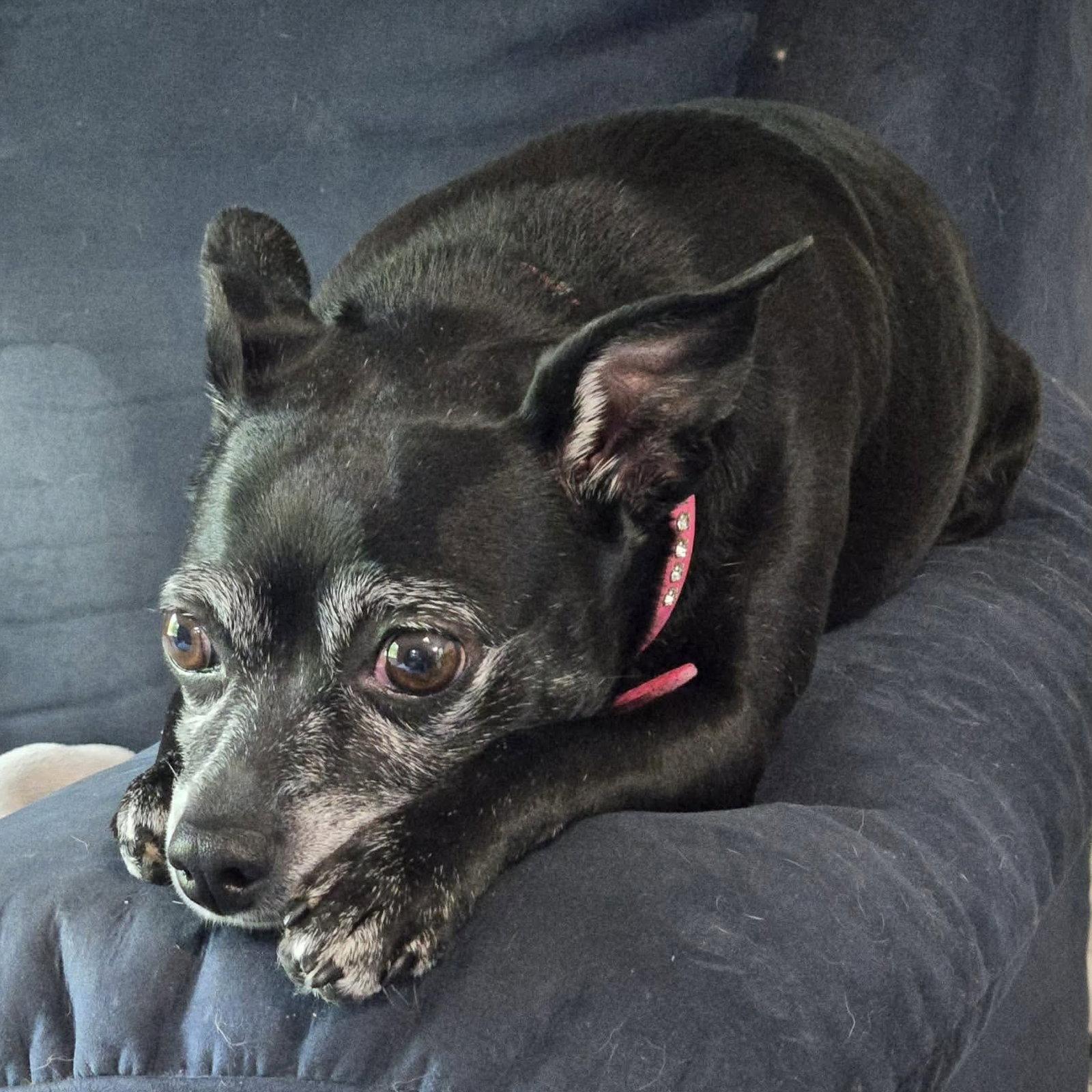 Luna Bee, Adoptable, Senior Female Chihuahua.
