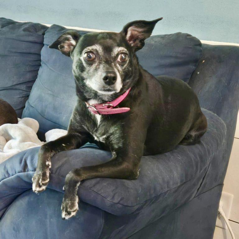 Luna Bee, a Adoptable Chihuahua in Garner, NC image 2/3