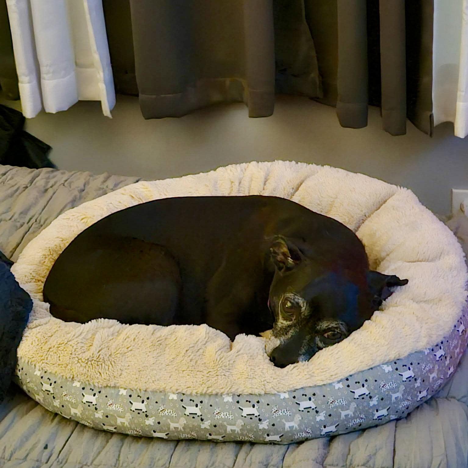 Luna Bee, a Adoptable Chihuahua in Garner, NC image 3/3
