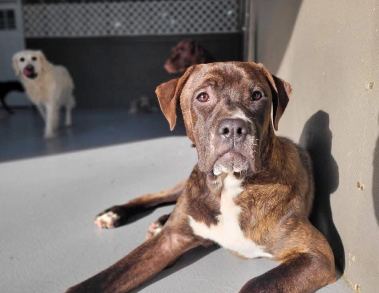 Enlarge Sonny, a Adoptable mixed breed in Kutztown, PA image 1/1