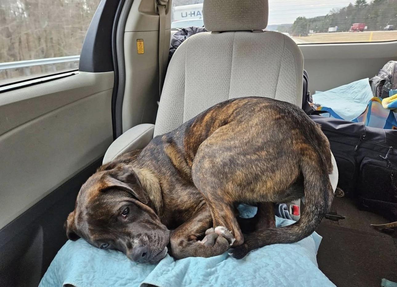 Sonny, a Adoptable mixed breed in Kutztown, PA image 3/6