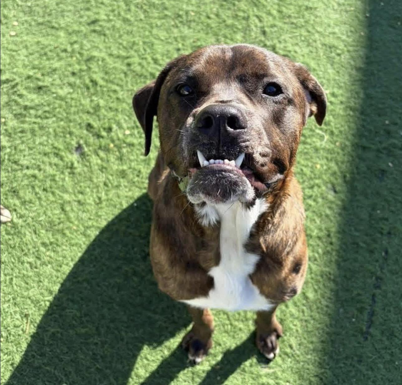 Sonny, Adoptable, Young Male Terrier.