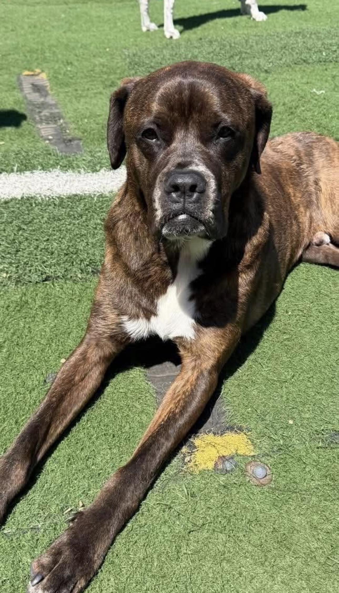 Sonny, a Adoptable mixed breed in Kutztown, PA image 4/6