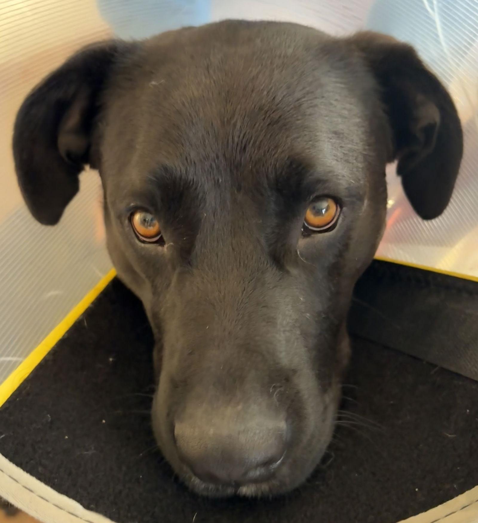 Autumn 26, Adoptable, Adult Female Labrador Retriever.