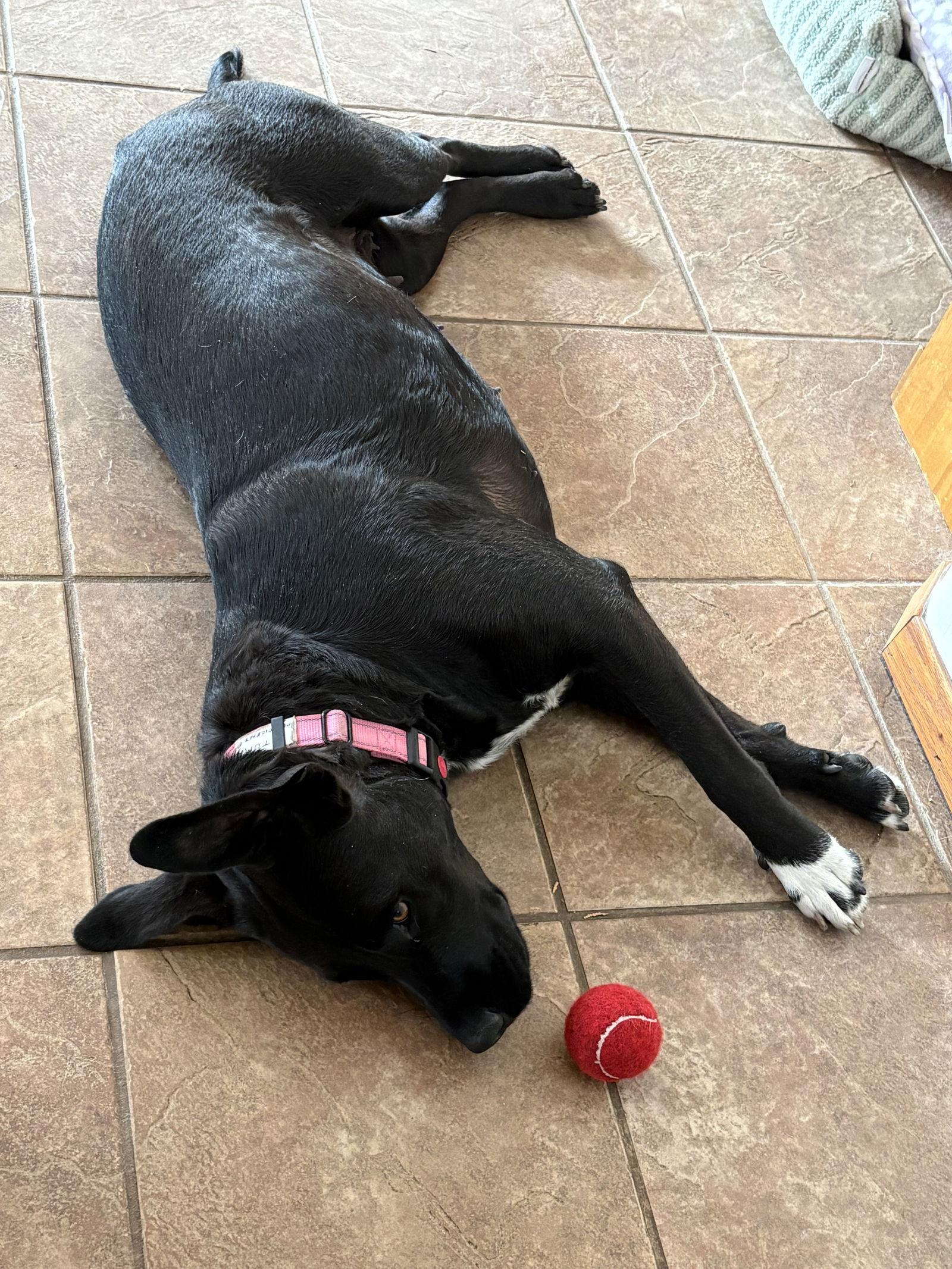 Autumn 26 - Foster to Adopt Available!, Adoptable, Adult Female Labrador Retriever.