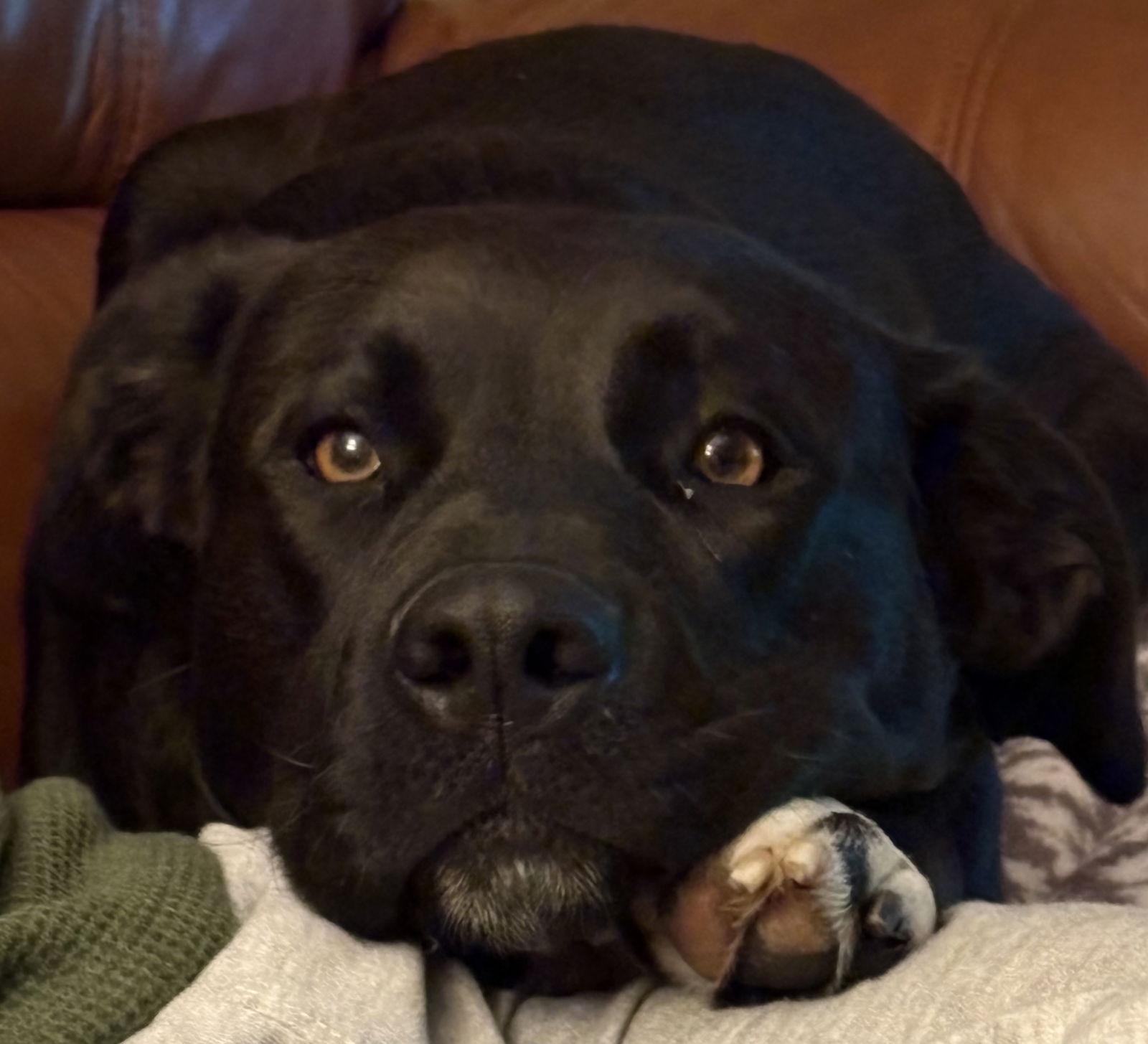 Enlarge Autumn 26 - Foster to Adopt Available!, a Adoptable Labrador Retriever in Hillside, IL image 2/3