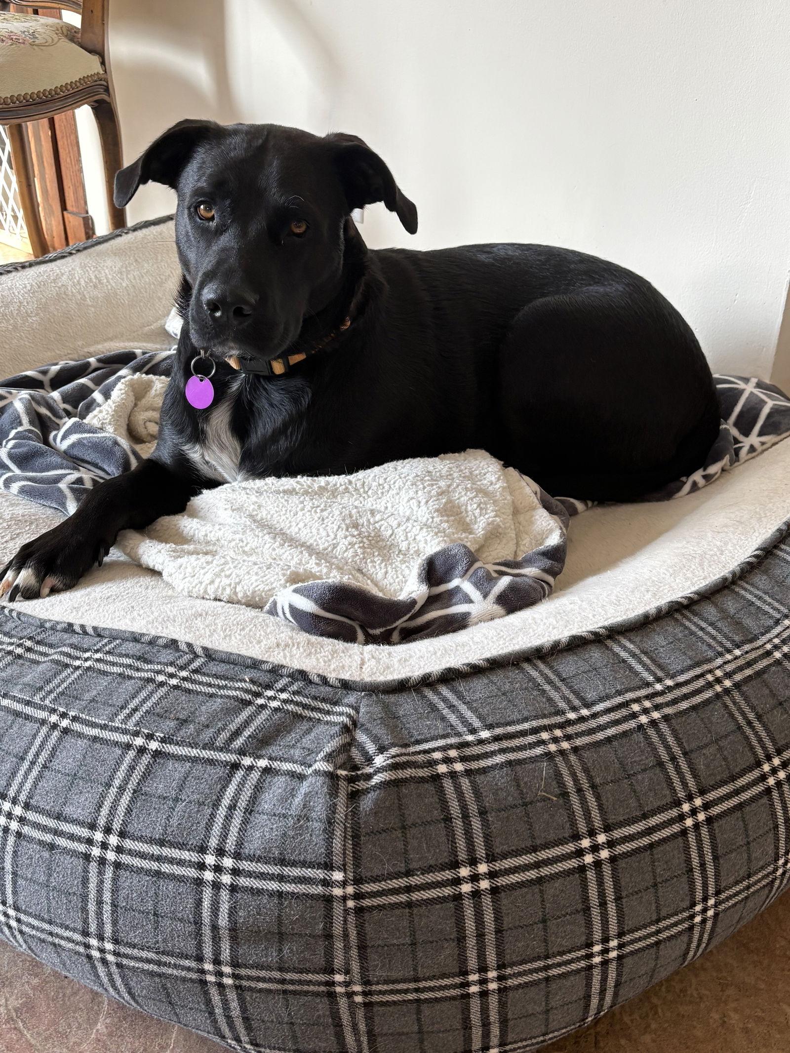 Enlarge Autumn 26, a Adoptable Labrador Retriever in Hillside, IL image 2/3