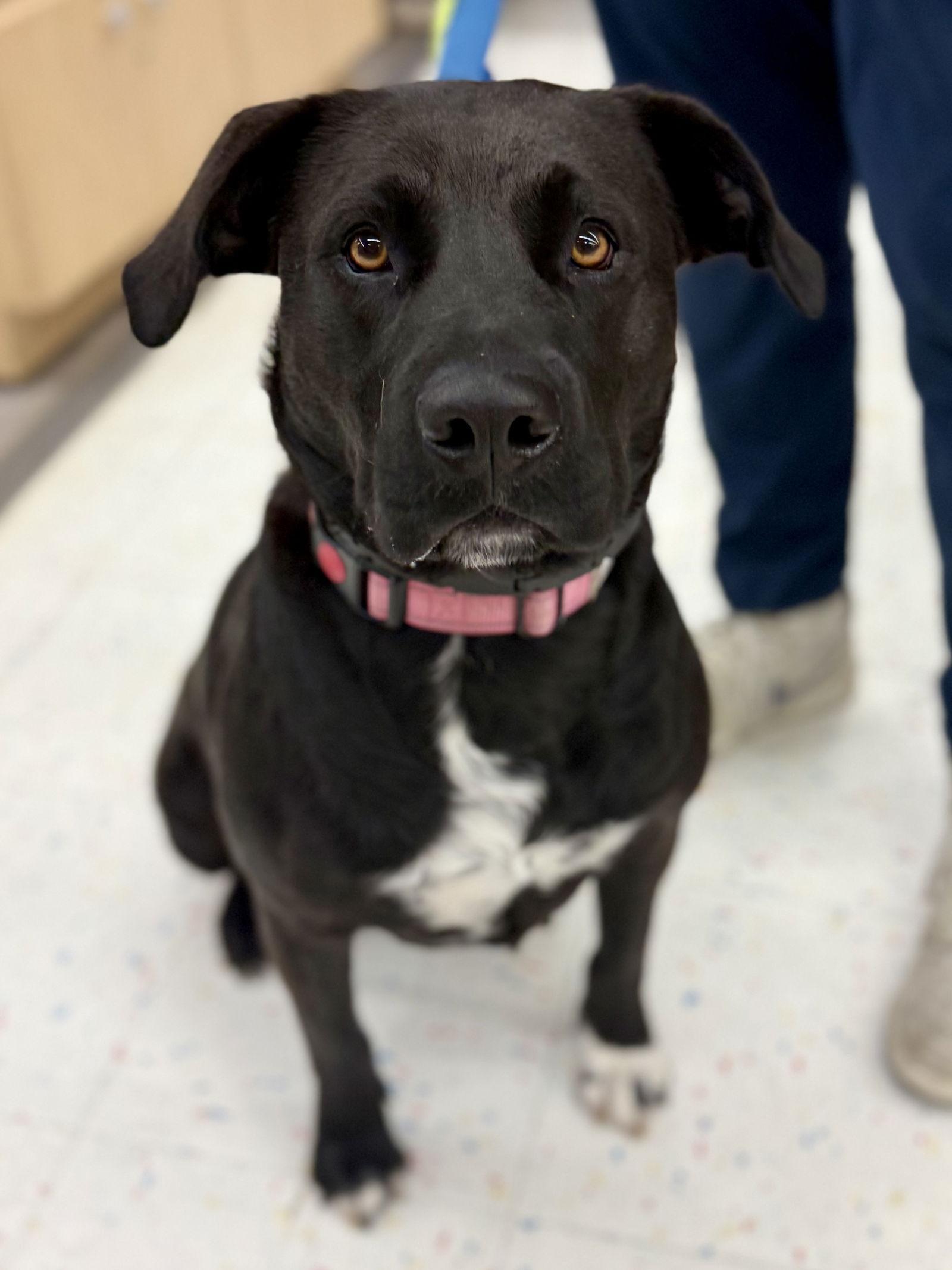 Enlarge Autumn 26 - Foster to Adopt Available!, a Adoptable Labrador Retriever in Hillside, IL image 2/3