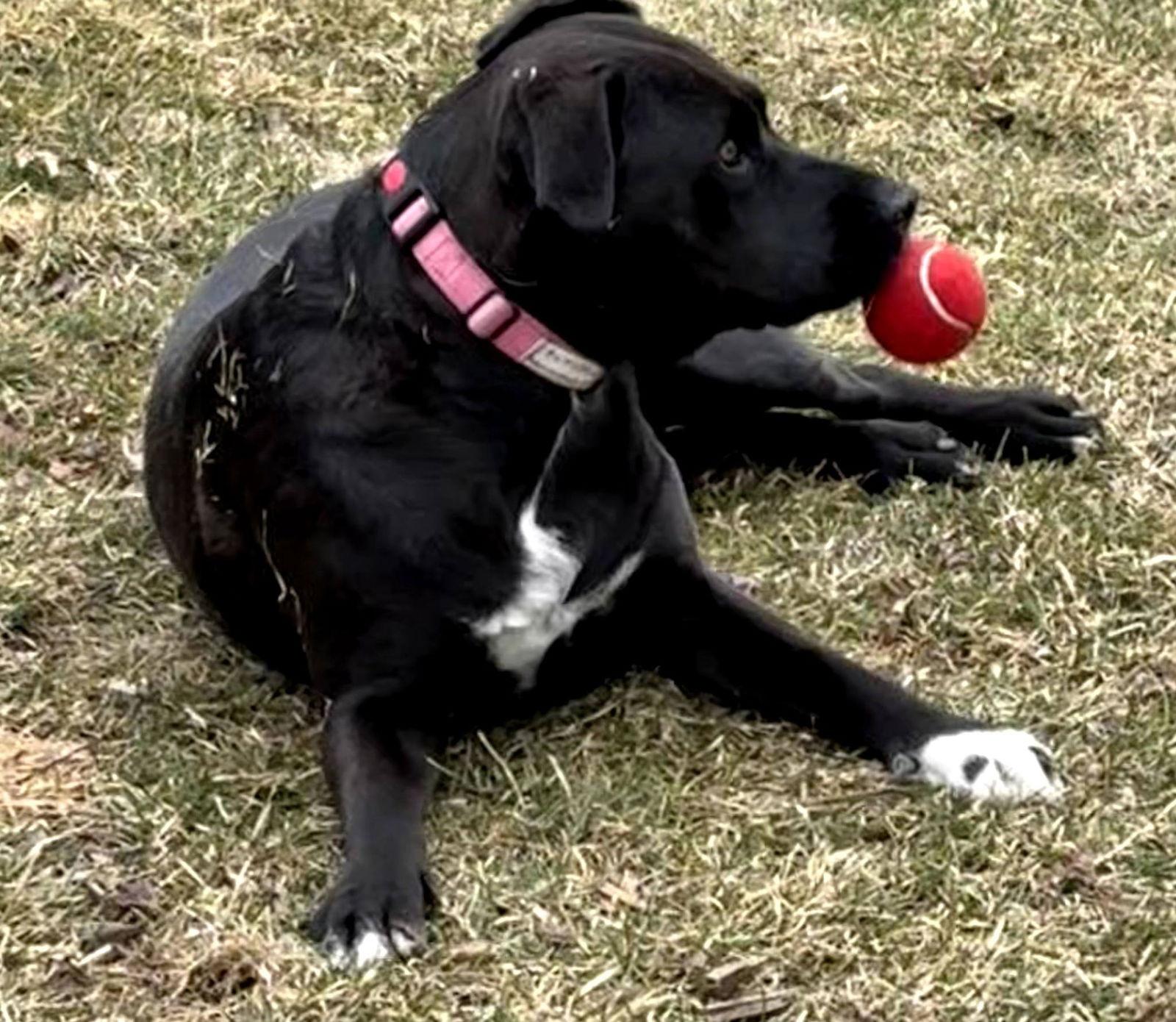 Enlarge Autumn 26 - Foster to Adopt Available!, a Adoptable Labrador Retriever in Hillside, IL image 3/3