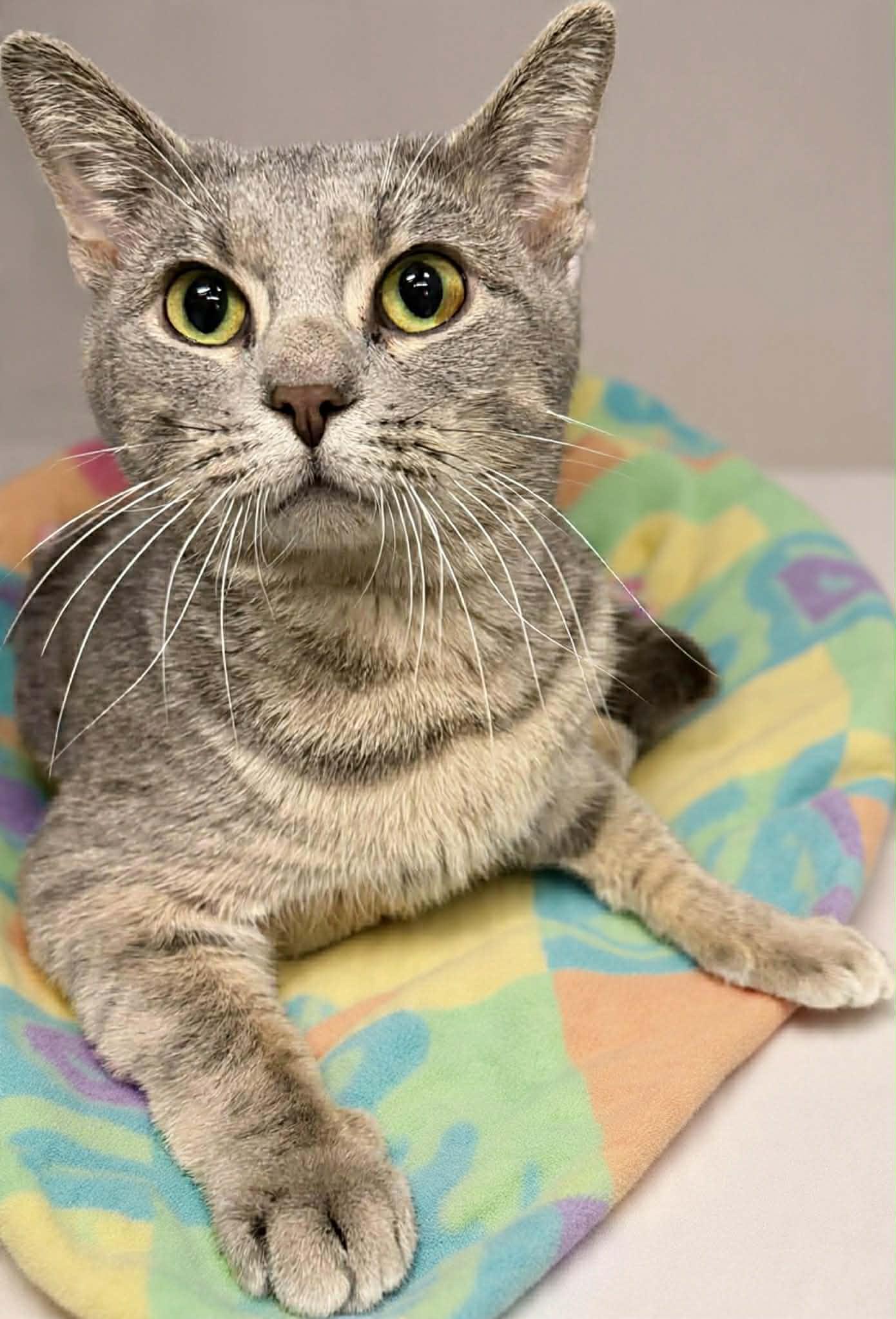 Enlarge Hades, a ADOPTABLE Domestic Short Hair in Martinsville, IN image 1/1