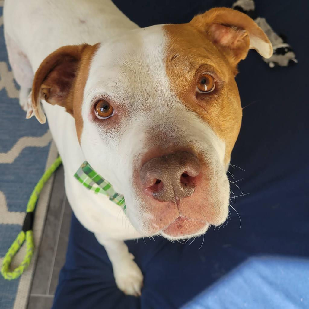 Cadillac, Adoptable, Senior Male Pit Bull Terrier.