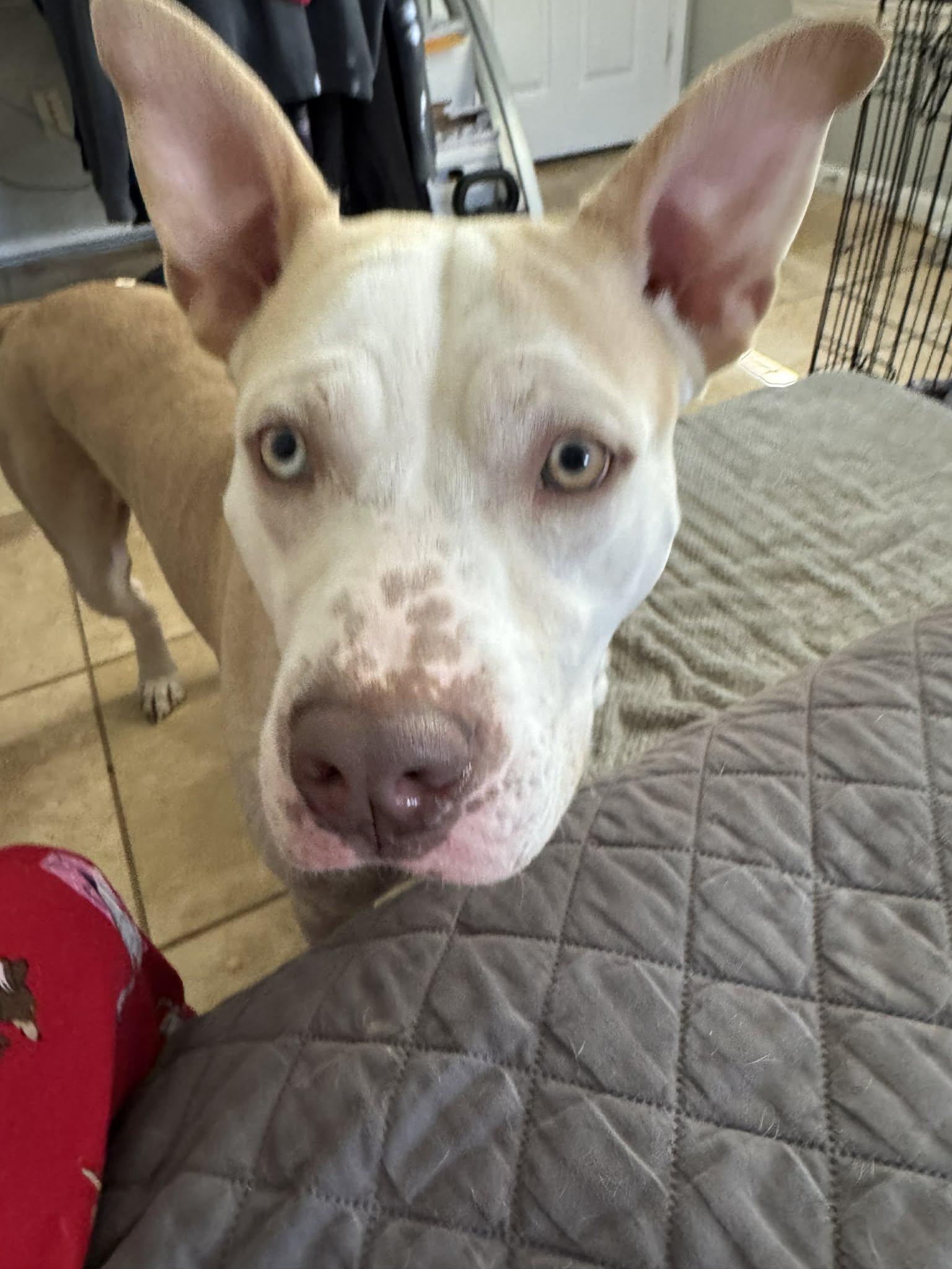 Enlarge Kain, a ADOPTABLE American Staffordshire Terrier in conroe, TX image 2/4