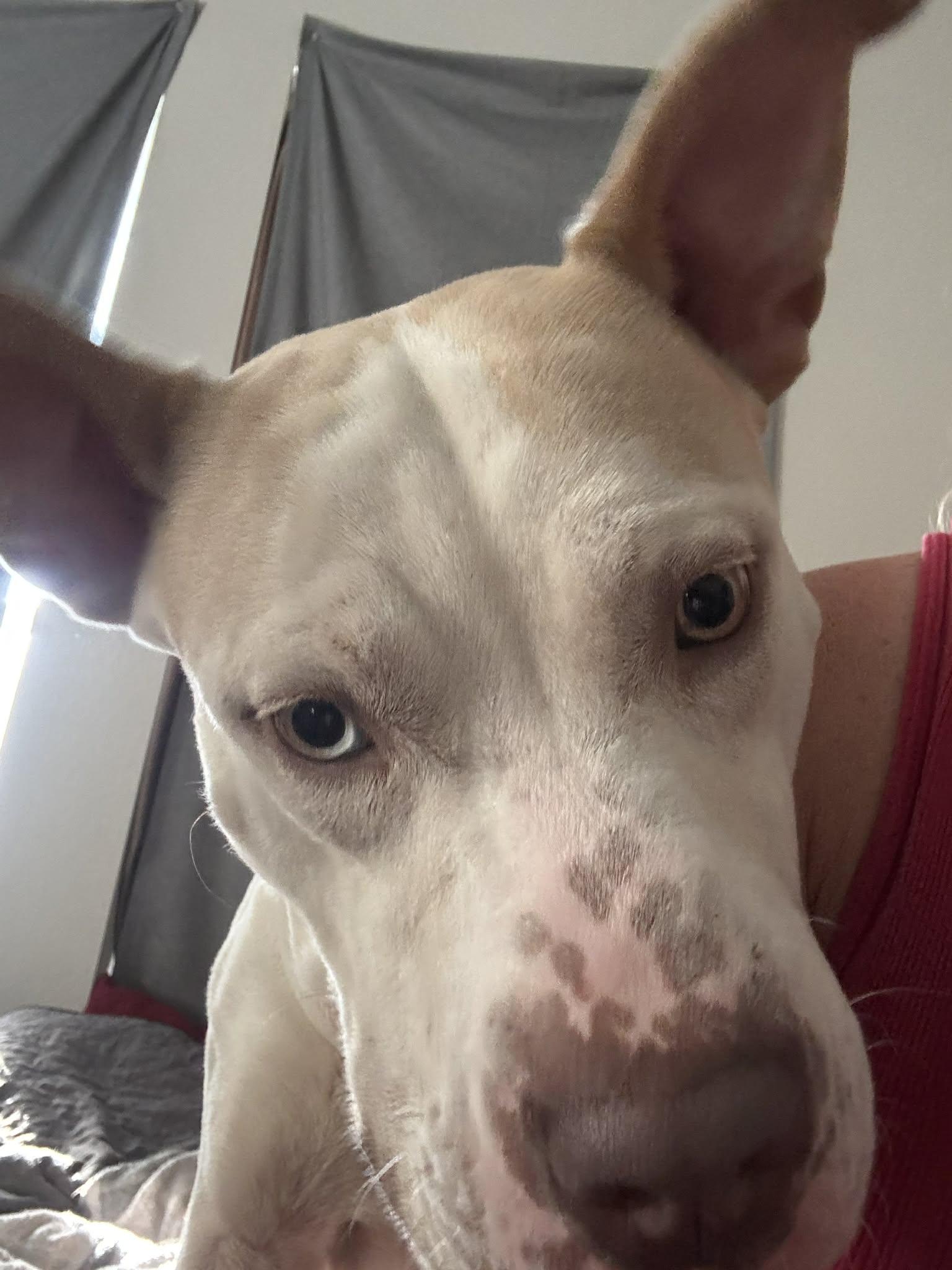 Enlarge Kain, a ADOPTABLE American Staffordshire Terrier in conroe, TX image 3/4