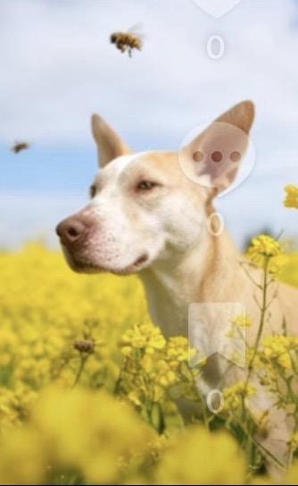 Enlarge Kain, a ADOPTABLE American Staffordshire Terrier in conroe, TX image 1/4