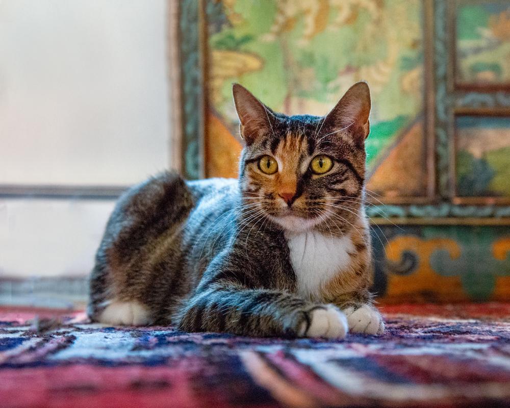 Enlarge Lucy - gorgeous Tabico, a ADOPTABLE mixed breed in Boulder, CO image 1/6