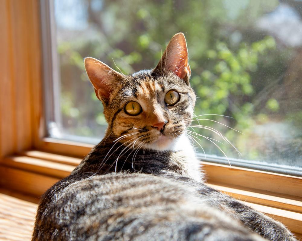 Enlarge Lucy - gorgeous Tabico, a ADOPTABLE mixed breed in Boulder, CO image 4/6