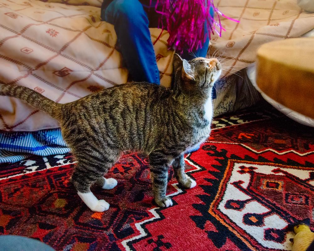 Enlarge Lucy - gorgeous Tabico, a ADOPTABLE mixed breed in Boulder, CO image 3/6