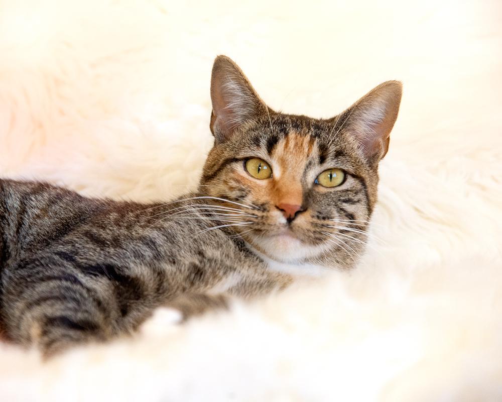 Enlarge Lucy - gorgeous Tabico, a ADOPTABLE mixed breed in Boulder, CO image 2/6