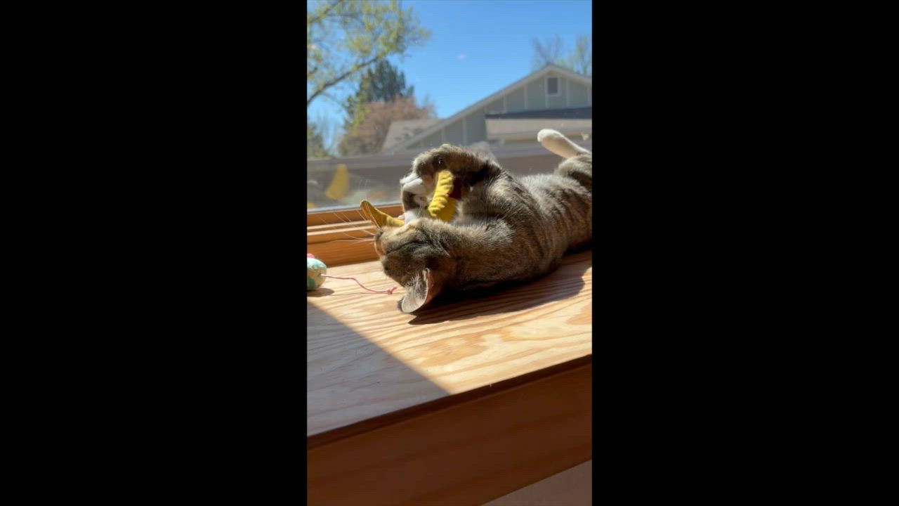Enlarge Lucy - gorgeous Tabico, a ADOPTABLE mixed breed in Boulder, CO video 6/6