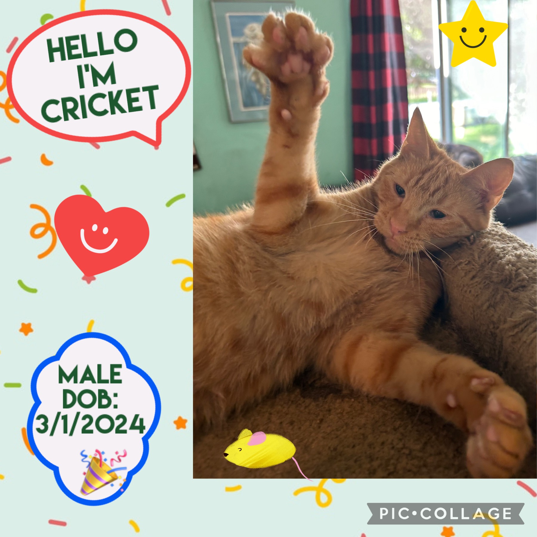 Cat for adoption Cricket, a Tabby Mix in Anchorage, AK Petfinder