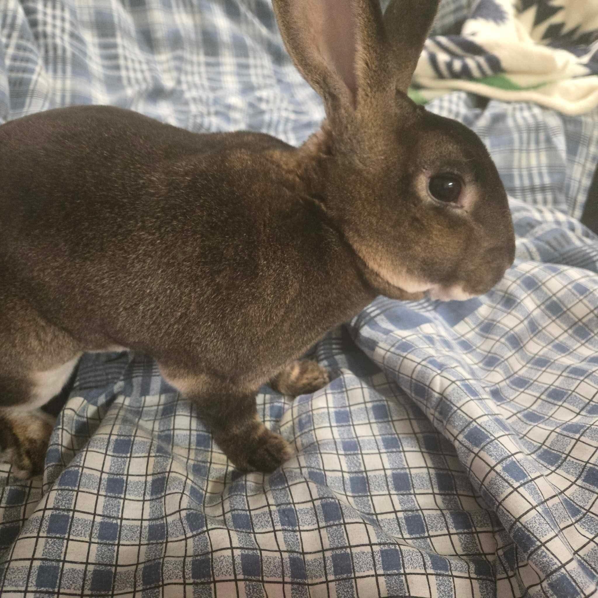 Bucky 2