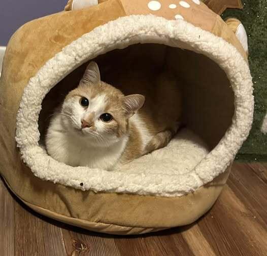 Enlarge Quill, a Adoptable Domestic Short Hair in Virginia Beach, VA image 1/5