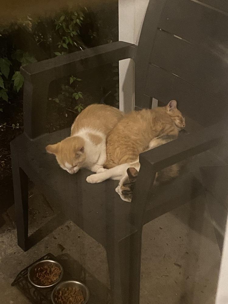 Enlarge Quill, a Adoptable Domestic Short Hair in Virginia Beach, VA image 2/5