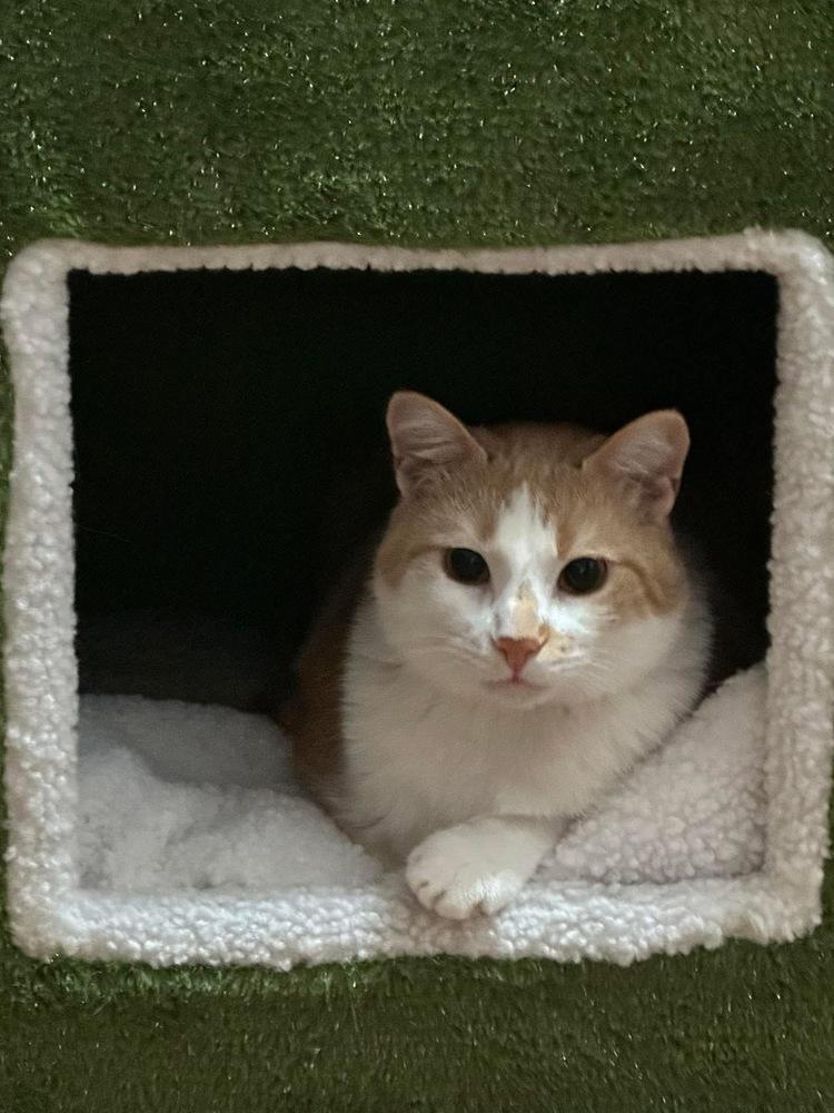 Enlarge Quill, a Adoptable Domestic Short Hair in Virginia Beach, VA image 4/5