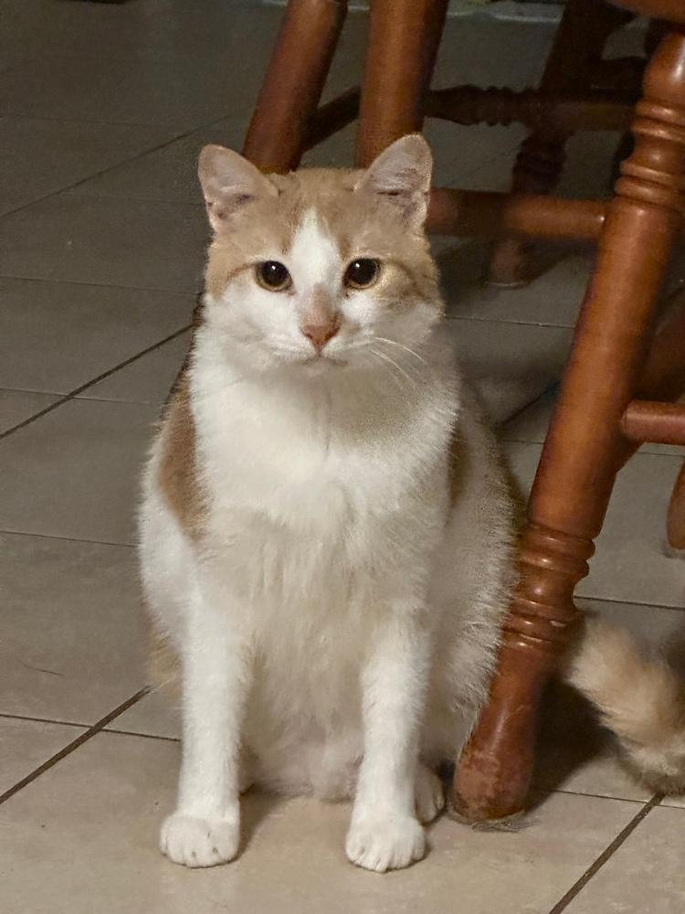 Enlarge Quill, a Adoptable Domestic Short Hair in Virginia Beach, VA image 5/5