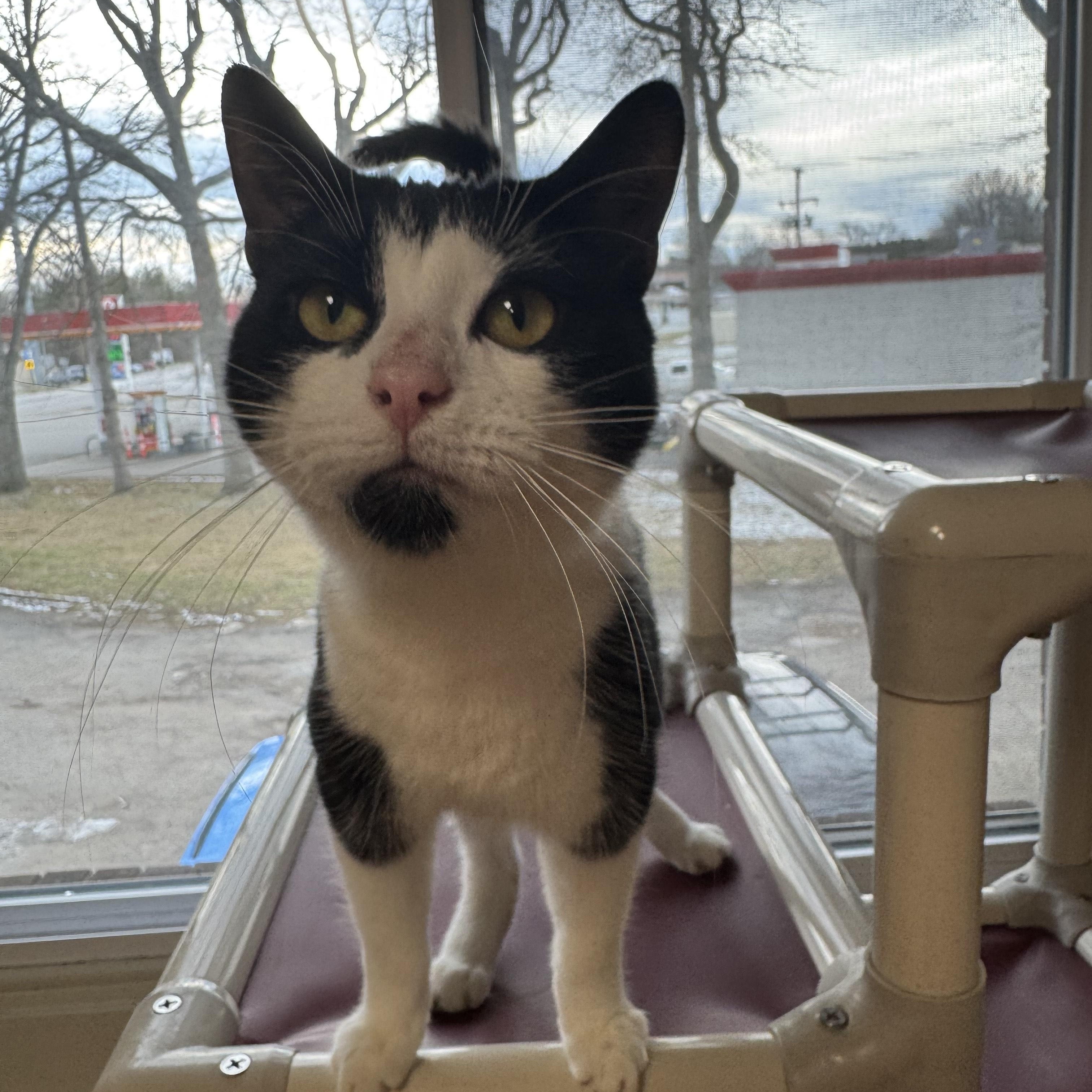 Enlarge paul, a ADOPTABLE Tuxedo in Salem, OH image 1/1