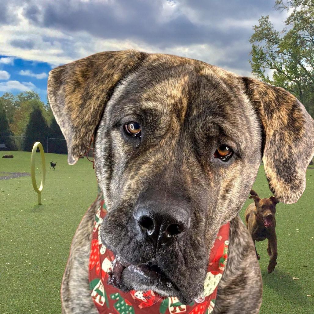 Enlarge Stella, a Adoptable Cane Corso in St. Charles, MO image 1/1