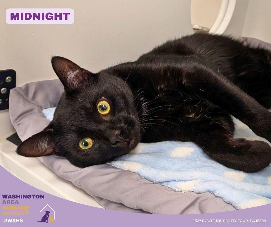 Midnight, adopted, Adult Male Domestic Short Hair.