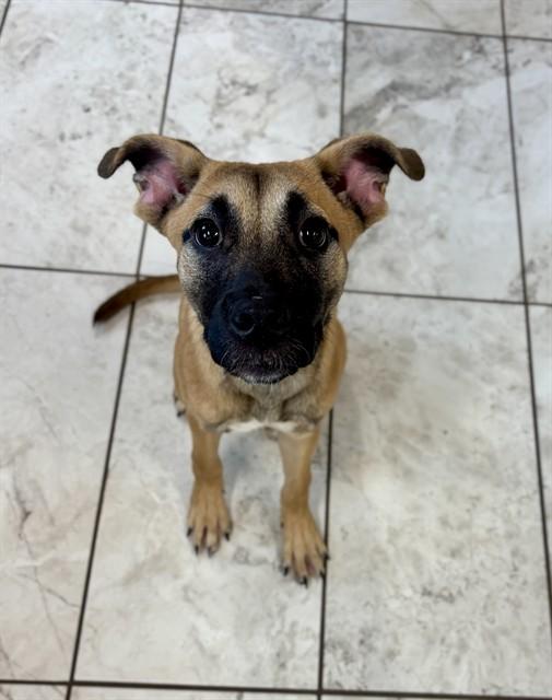 Enlarge PHOENIX, a Adoptable Black Mouth Cur in Kalamazoo, MI image 1/1