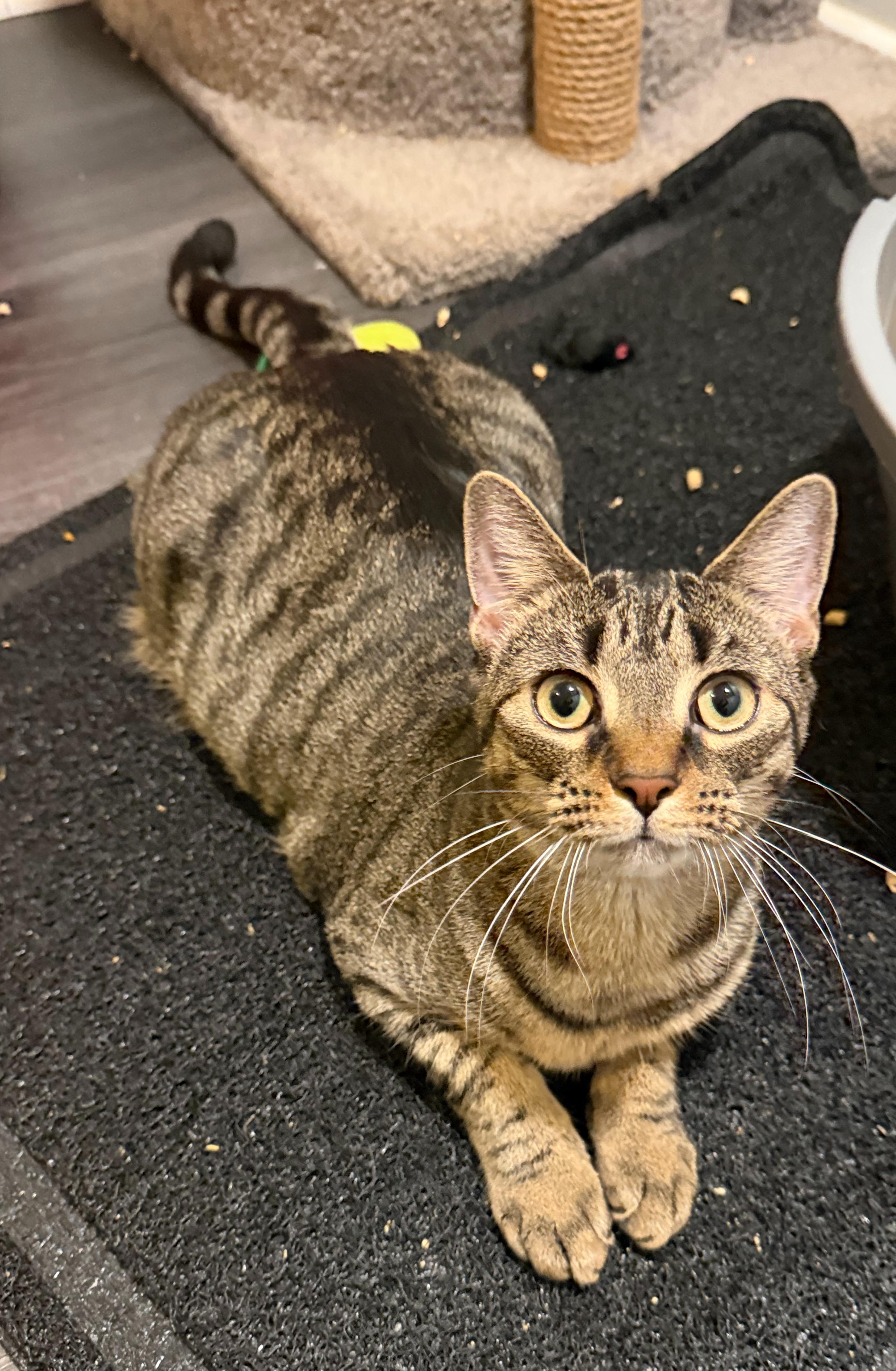 MOLLY (& MANGO), a Adoptable Domestic Short Hair in Hamilton, NJ image 1/5