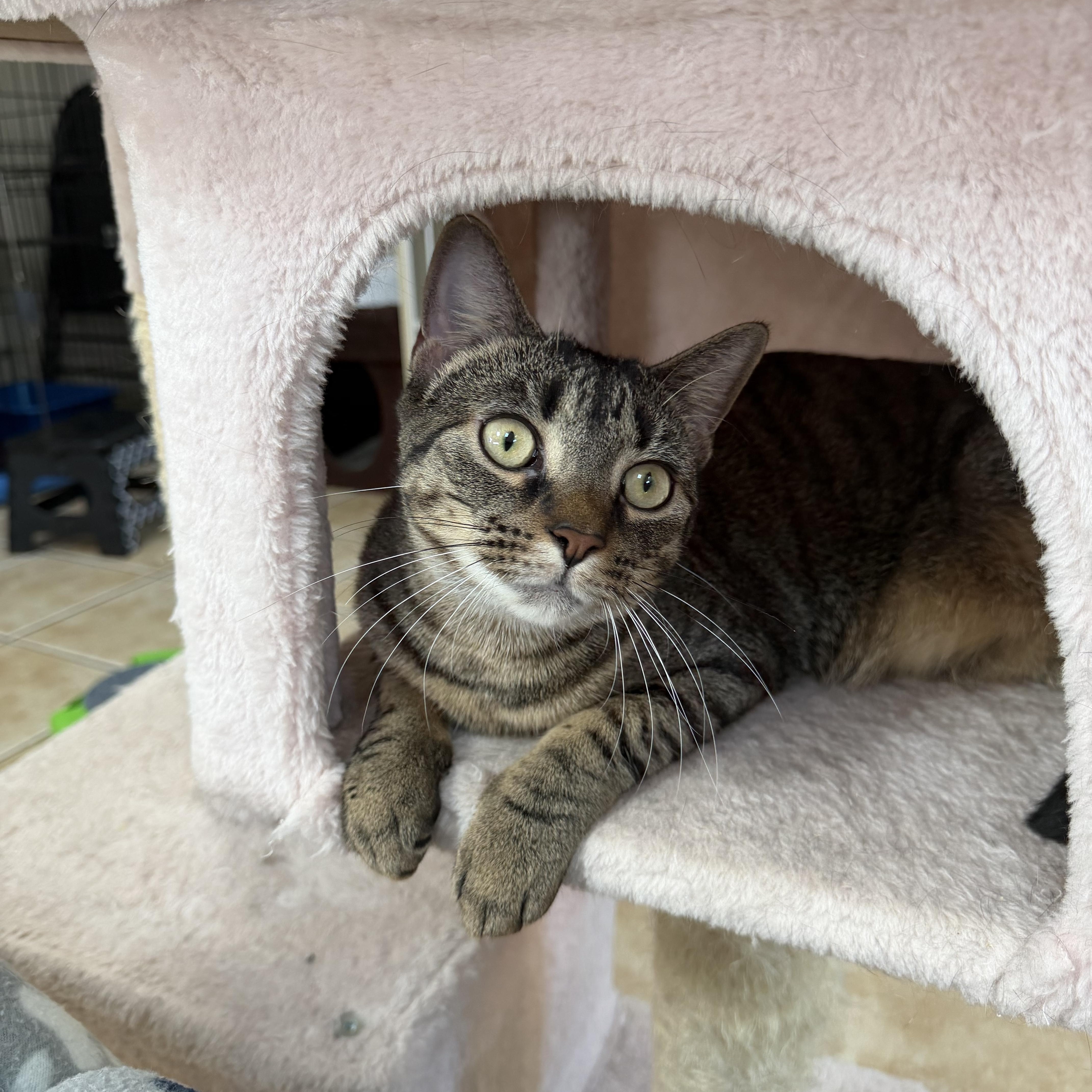 Enlarge MOLLY (& MANGO), a Adoptable Domestic Short Hair in Hamilton, NJ image 6/6