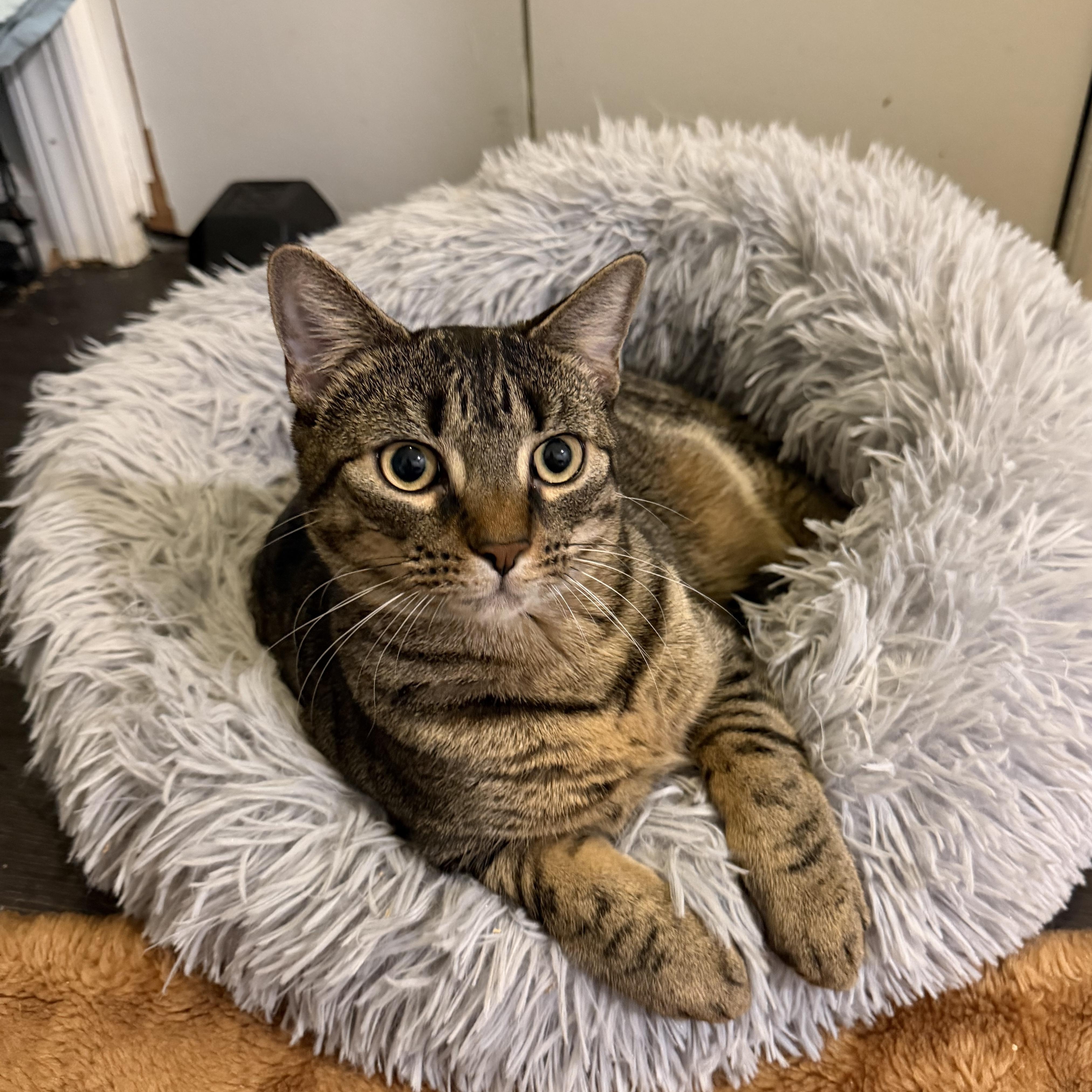 MOLLY (& MANGO), a Adoptable Domestic Short Hair in Hamilton, NJ image 2/5