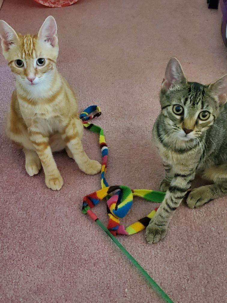 MOLLY, Baby Female Domestic Short Hair