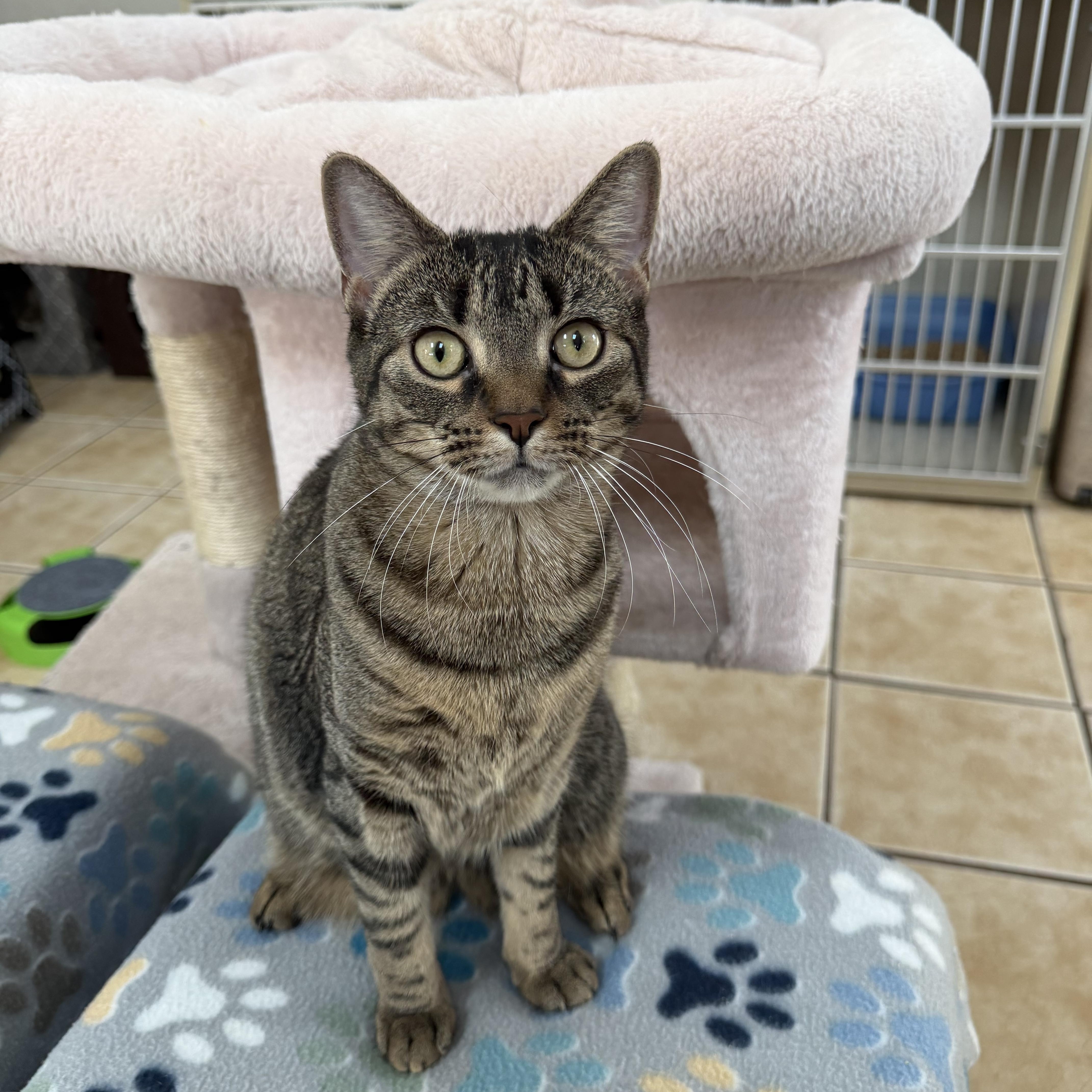 Enlarge MOLLY (& MANGO), a Adoptable Domestic Short Hair in Hamilton, NJ image 1/6