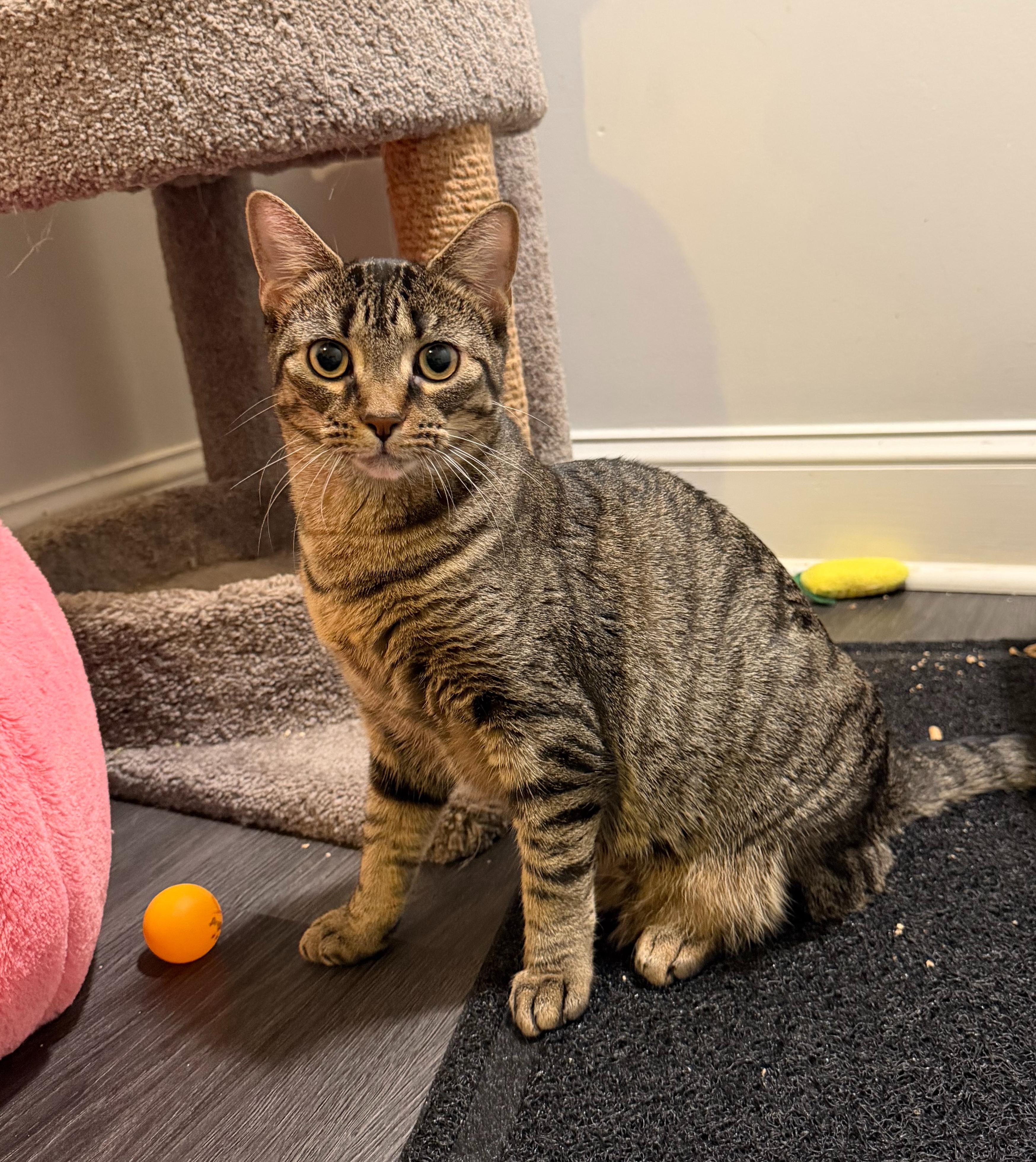 MOLLY (& MANGO), a Adoptable Domestic Short Hair in Hamilton, NJ image 4/5