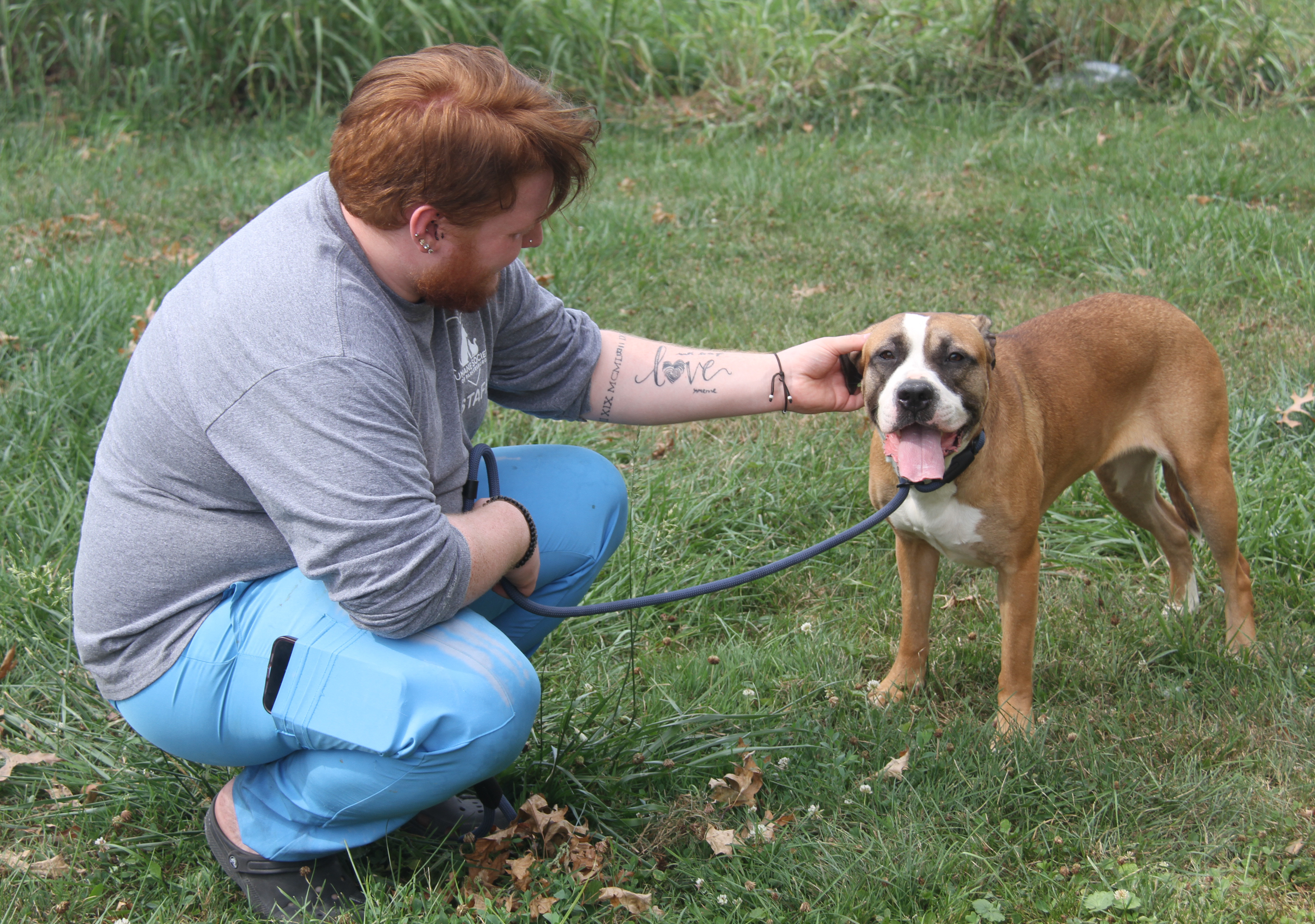 Enlarge Punky (Spayed), a Adoptable mixed breed in Marietta, OH image 6/6