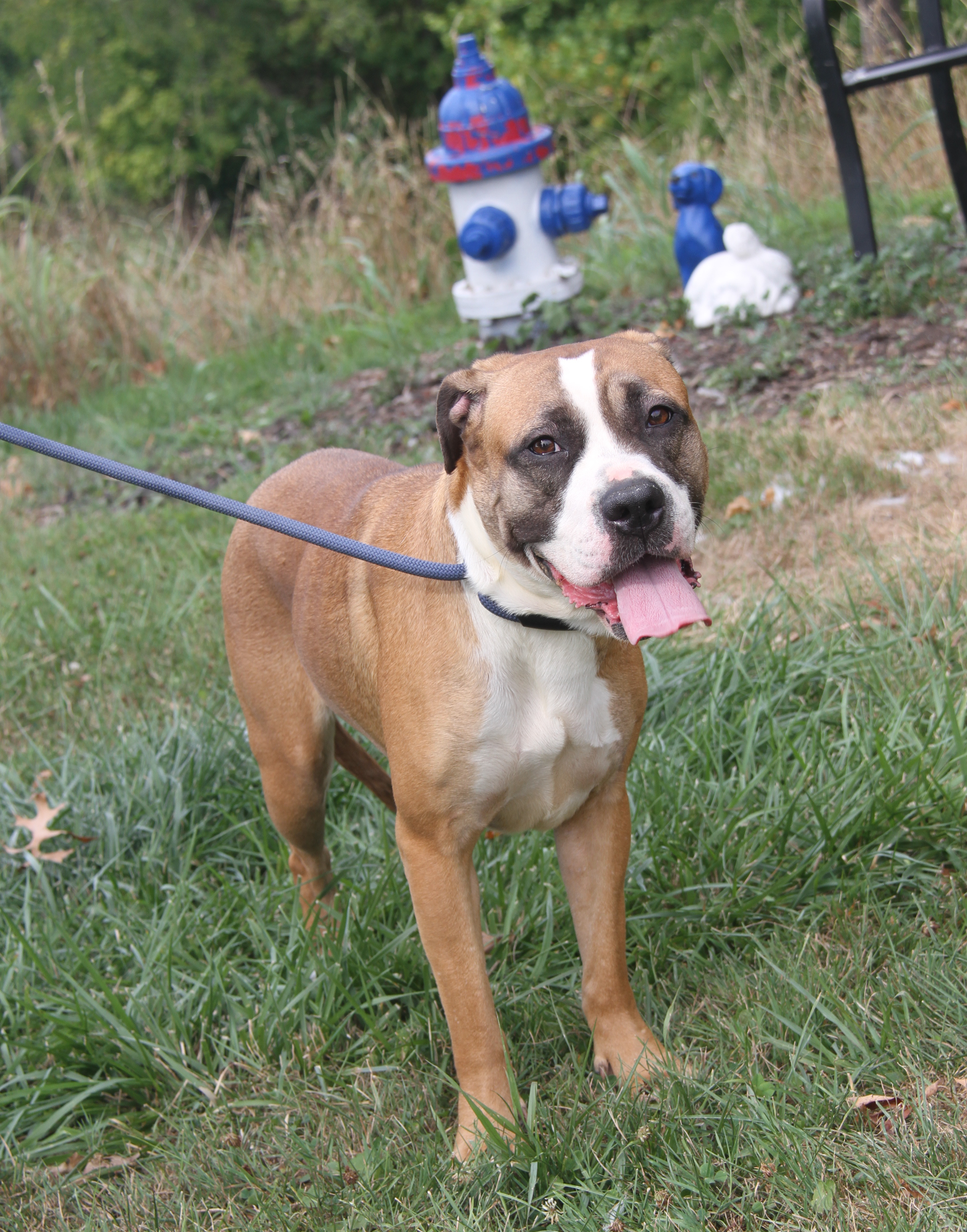 Enlarge Punky (Spayed), a Adoptable mixed breed in Marietta, OH image 5/6