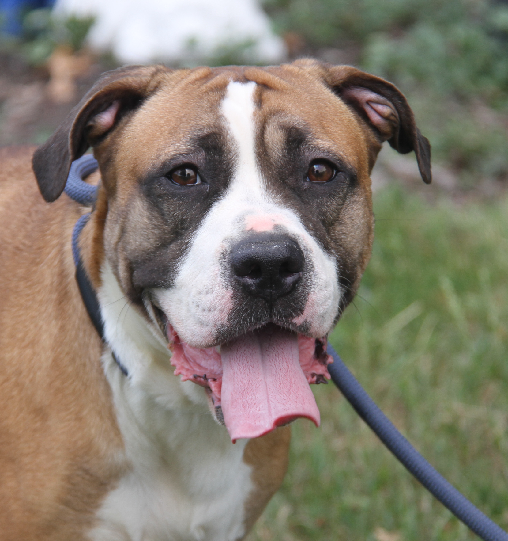 Enlarge Punky (Spayed), a Adoptable mixed breed in Marietta, OH image 4/6